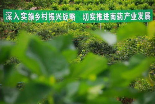 3种植什么致富？看这篇你就明白了！