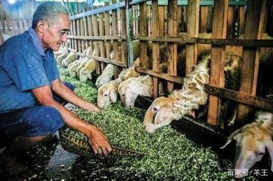 致富经养什么赚钱？深度解析养殖业的盈利之道