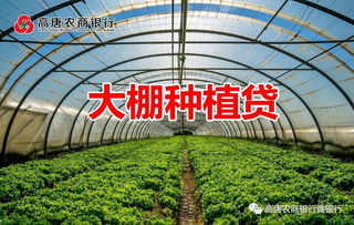大棚致富的良方与案例解析