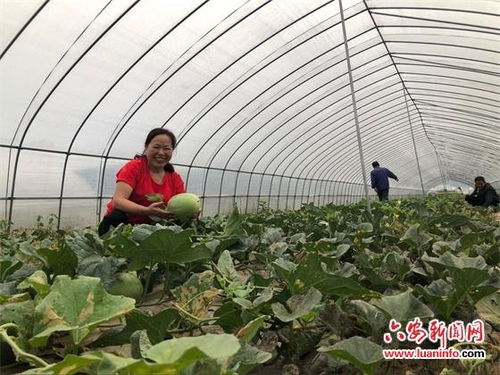 大棚致富的良方与案例解析