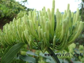 什么植物发财又致富—种植热门植物的财富之路