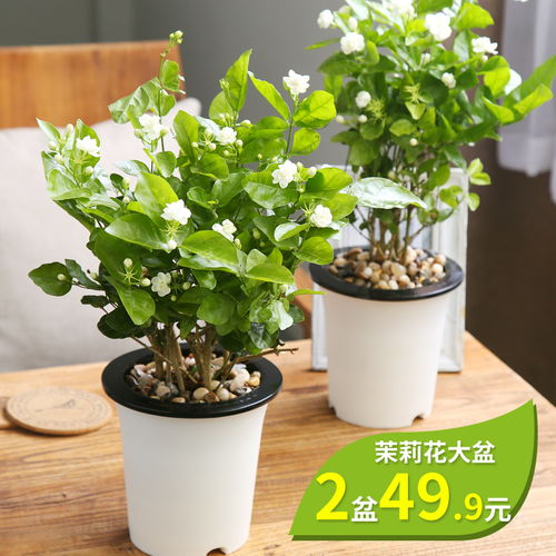 什么植物发财又致富—种植热门植物的财富之路