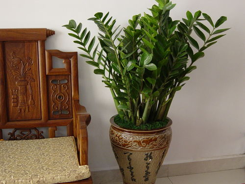 什么植物发财又致富—种植热门植物的财富之路