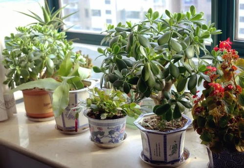 什么植物发财又致富—种植热门植物的财富之路