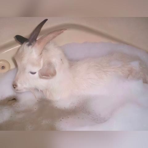 羊小咩的购物经历，便荔卡套出来，退款之路一波三折