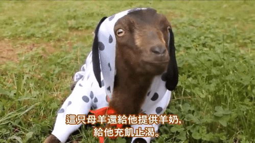 揭秘羊小咩便荔卡套，真的存在吗？揭秘其背后的真相！