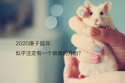 羊小咩便荔卡套，你值得拥有！