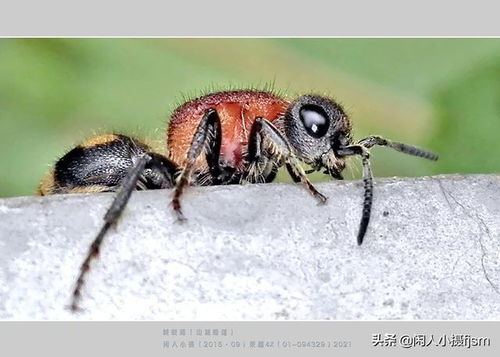野外捕捉哪些昆虫能致富？深度解析与案例分享