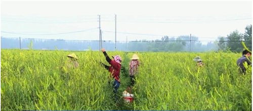农民靠什么种植致富，深度解析与实践案例