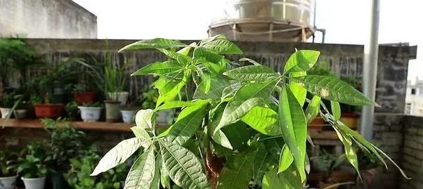 种什么能致富发财？看我一一揭秘！