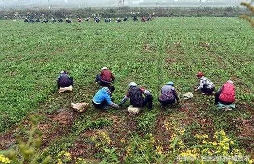 种什么能致富发财？看我一一揭秘！