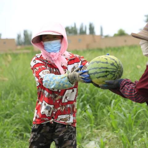 种植什么肥料最致富呢？让我们聊聊种植与肥料的选择艺术