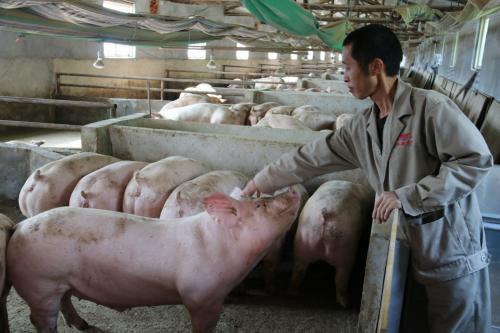养猪发家致富，策略、案例与实用建议