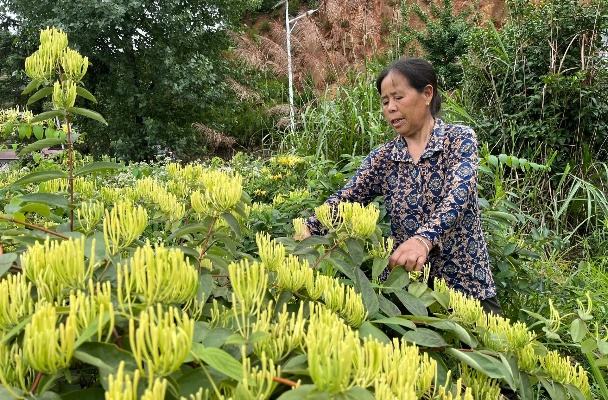 农村致富之花，探寻那些助力乡村振兴的黄金植物