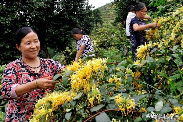 农村致富之花，探寻那些助力乡村振兴的黄金植物