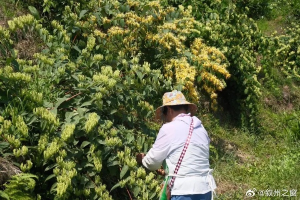 农村致富之花，探寻那些助力乡村振兴的黄金植物
