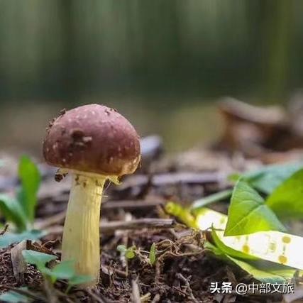 河南焦作靠什么致富，深度解析与案例分享