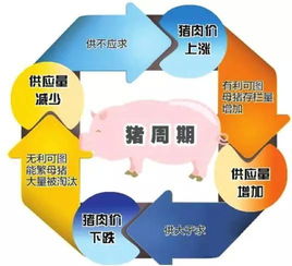 猪价跌，做什么赚钱多？看我一一揭秘！