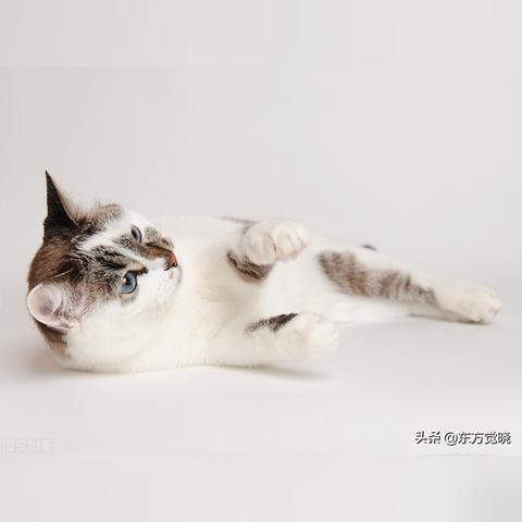 抖音月付提现与电商交易，揭秘你的小钱钱如何流转