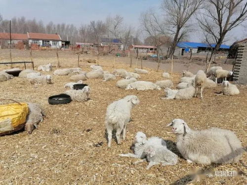 共同致富路上的领头雁—探寻共同富裕的象征动物