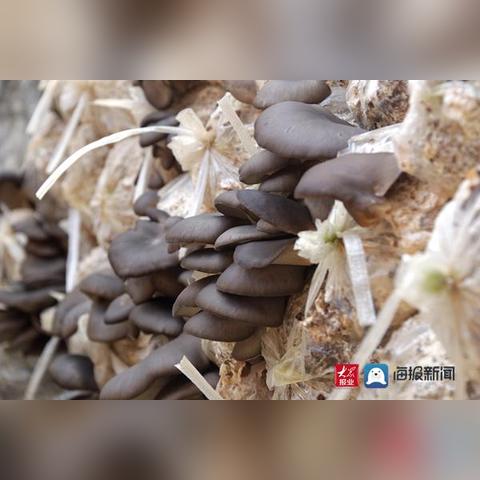 致富的致究竟是何意思？深度解读与案例分析