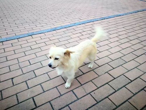 揭秘羊小咩便荔卡套出来提现，究竟是什么操作？