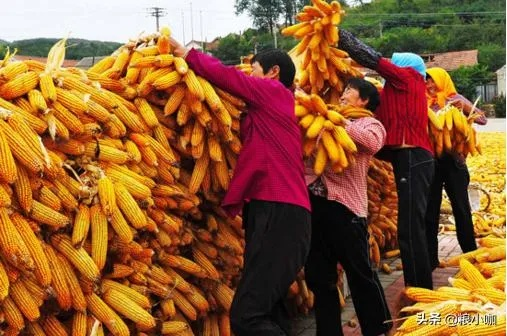 卖玉米做什么生意好点赚钱？看这里就明白！