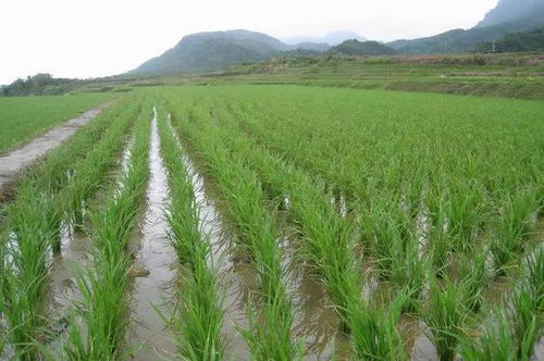 农村兼职种植什么菜赚钱？看我一一揭秘