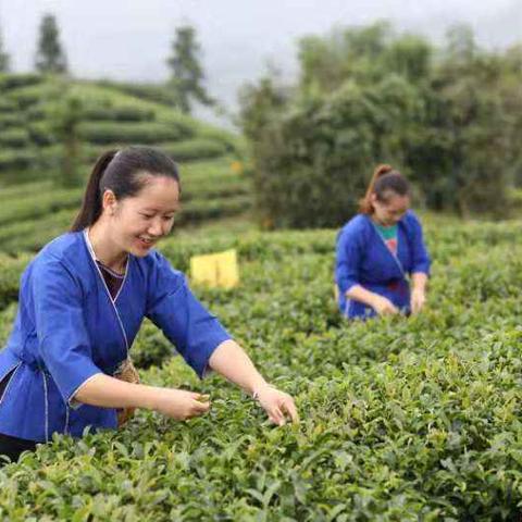 南方种什么致富树最好？深度解析与案例分享