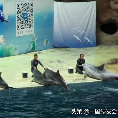 养殖什么大型动物致富？这些项目或许值得你考虑