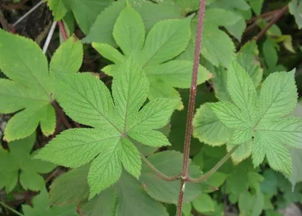什么野草最好又致富？带你了解这些赚钱的植物宝藏！