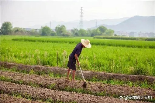 农民种田致富的奥秘，原因与案例解析