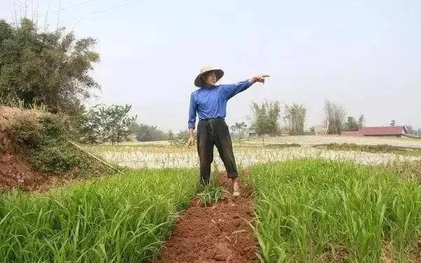 农民种田致富的奥秘，原因与案例解析