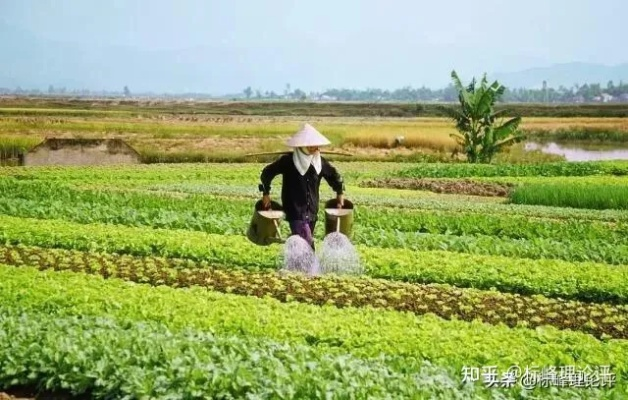 农民种田致富的奥秘，原因与案例解析
