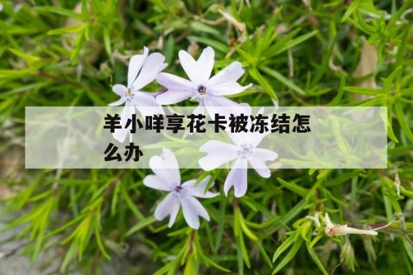 羊小咩享花卡提现冻结？手把手教你5步解冻攻略（附常见问题+真实案例）