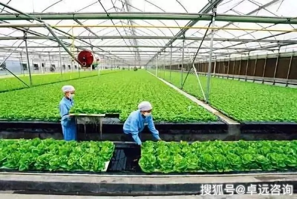 现代农业种植致富之路，热门作物与成功案例剖析