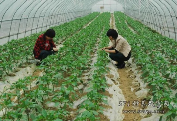 现代农业种植致富之路，热门作物与成功案例剖析