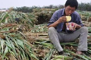 农民种植养殖什么致富快？全面解析与实例探究