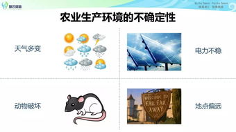 揭秘羊小咩便荔卡套出来的含义，一场网络迷雾中的趣味探索