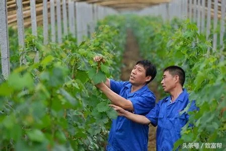 农民致富之路，探索多种门路共谋发展