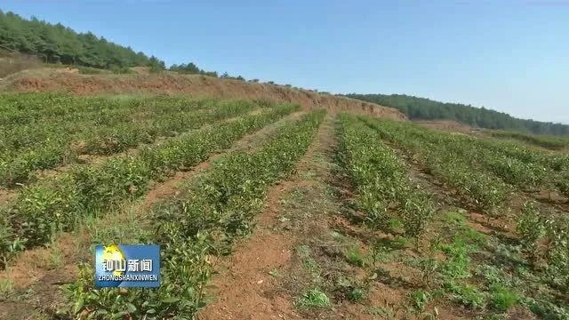 在桐城种什么能致富？我来告诉你！