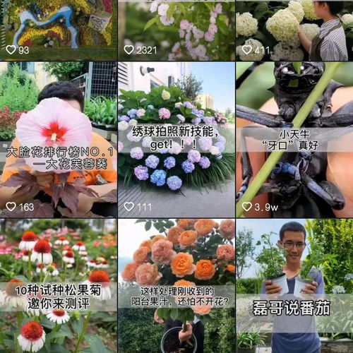 微店放心花，真的能够套出来吗？深度解析与案例分享