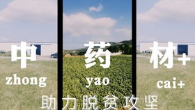 木板材的赚钱秘诀，探索快速盈利之路与成功案例剖析