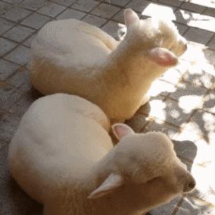 会员宝怎么套出来羊小咩便荔卡