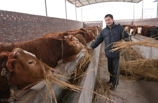 养牛不能致富吗？探究原因与案例解析