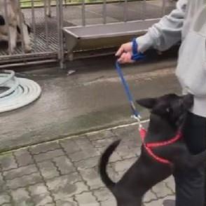 揭秘羊小咩便荔卡套出来商家实名，如何保障消费者权益