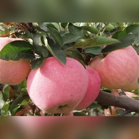 解决桃多多额度提现难题