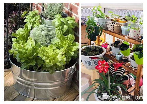 种菜致富之路，探寻最快致富的蔬菜品种