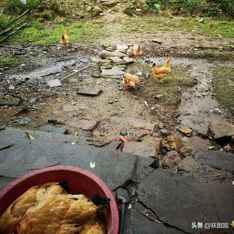 养殖什么能致富快呢？看这篇分析你就明白了