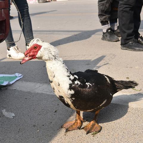 养殖什么能致富快呢？看这篇分析你就明白了